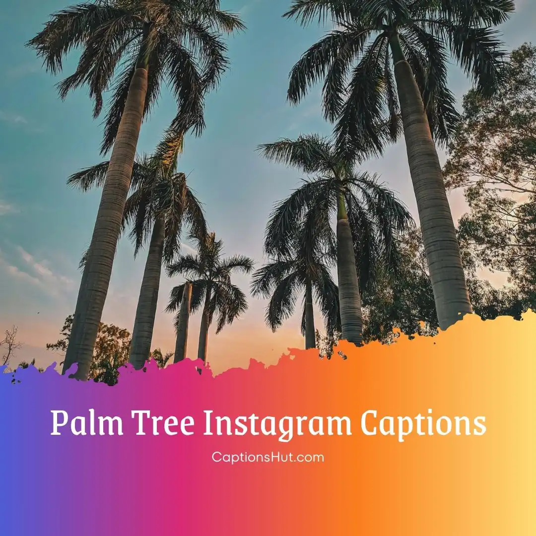 120 Palm Tree Instagram Captions Copy Paste