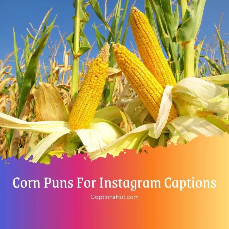 150+ corn puns for Instagram captions with emoji, Copy-Paste