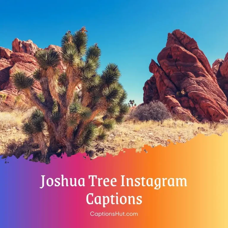 150+ Joshua Tree Instagram Captions With Emojis, Copy-Paste