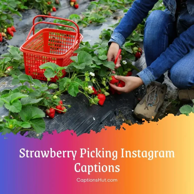 150+ Strawberry Picking Instagram Captions With Emojis
