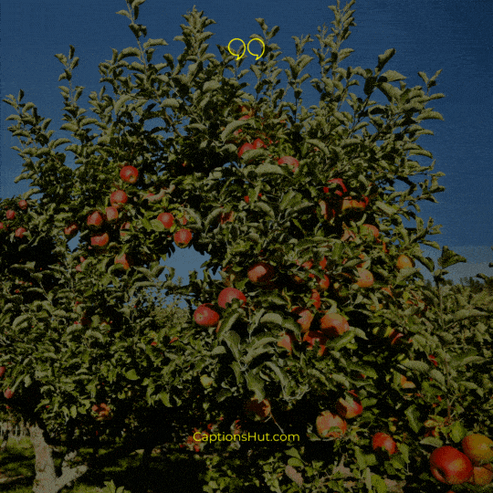 Apple Orchard Instagram captions image 2