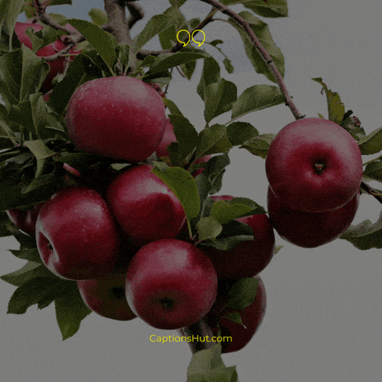 Apple Orchard Instagram captions image 3