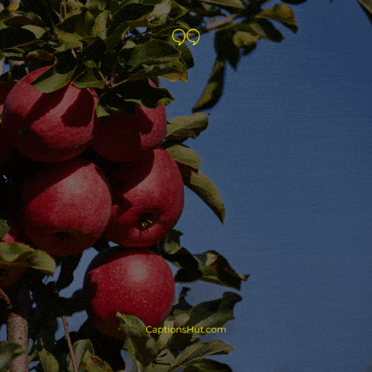 Apple Orchard Instagram captions image 4