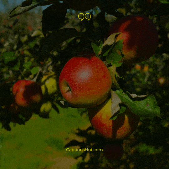 Apple Orchard Instagram captions image 5