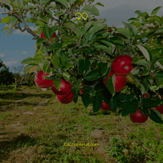 Apple Orchard Instagram captions image 6