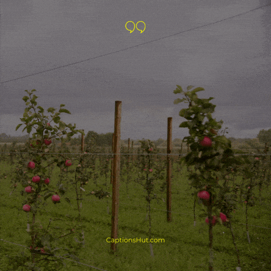 Apple Orchard Instagram captions image 7