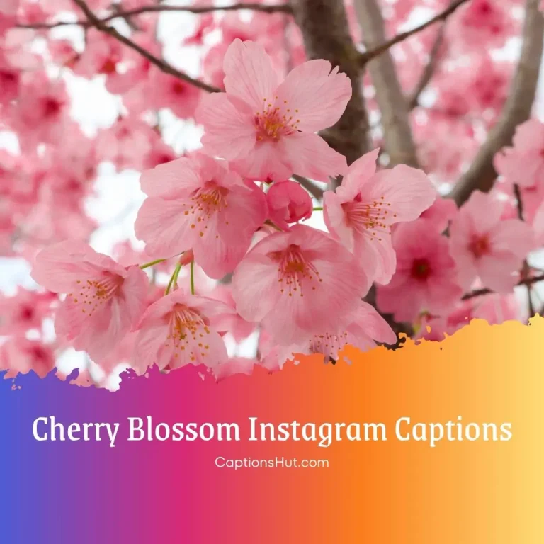 200+ cherry blossom Instagram captions with emojis, Copy-Paste