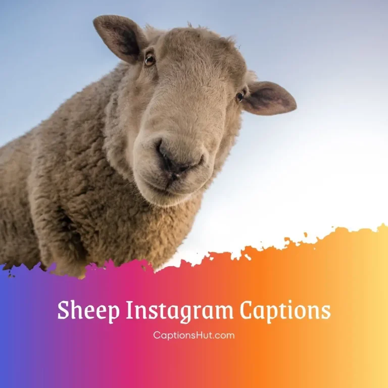 225+ sheep Instagram captions with emojis, Copy-Paste