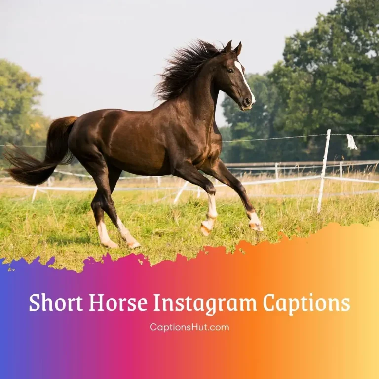 150+ Short Horse Instagram Captions With Emojis, Copy-Paste