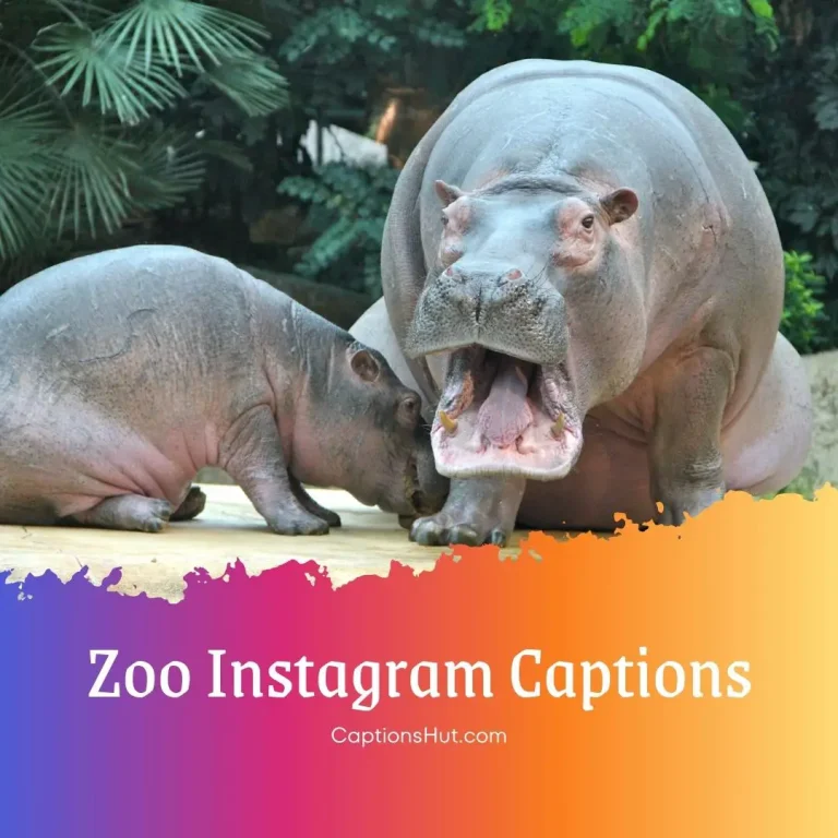 190+ zoo Instagram captions with emojis, Copy-Paste