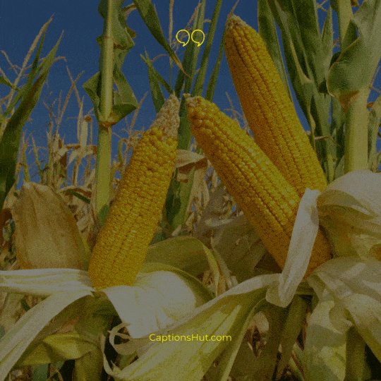 Corn Instagram Captions image 1