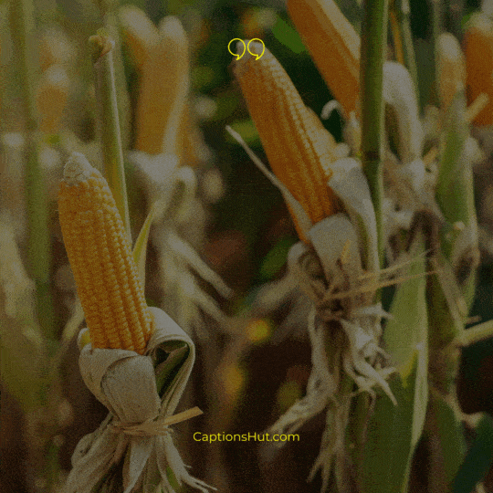 Corn Instagram Captions image 2