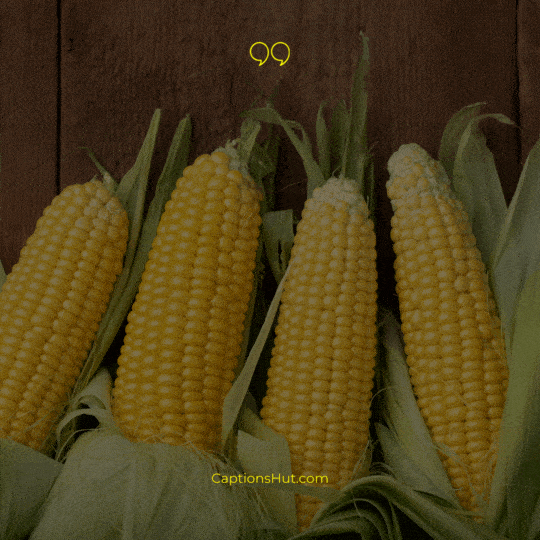 Corn Instagram Captions image 4