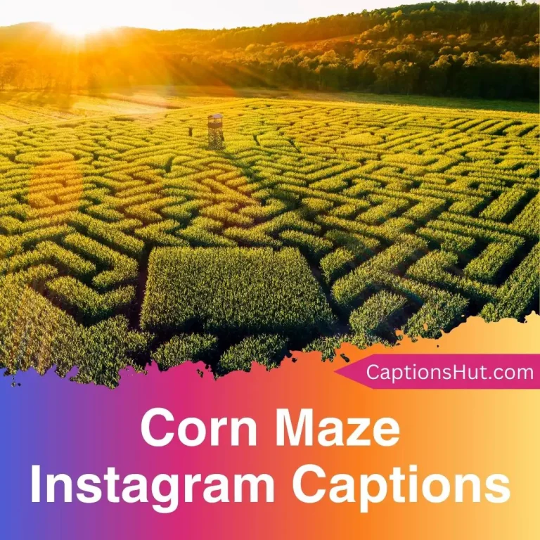 150+ Corn Maze Instagram Captions With Emojis, Copy-Paste