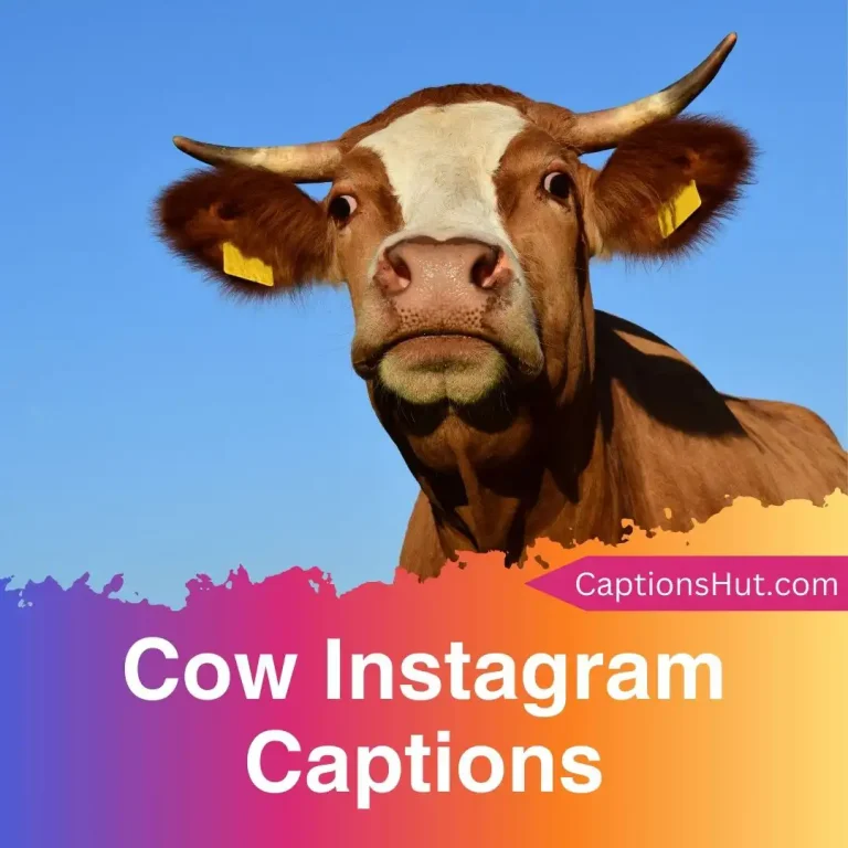 200+ Cow Instagram Captions With Emojis, Copy-Paste