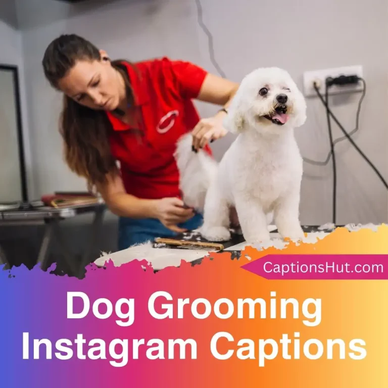 200+ Dog Grooming Instagram Captions With Emojis, Copy-Paste