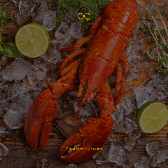 Lobster Instagram Captions image 3