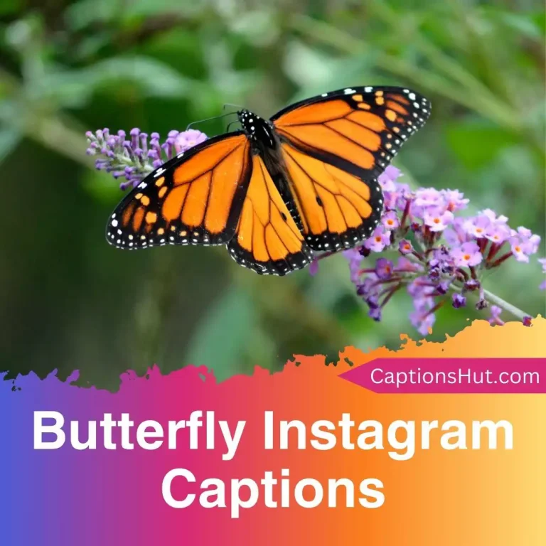 150+ Butterfly Instagram Captions With Emojis, Copy-Paste