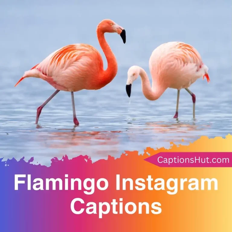 150+ Flamingo Instagram Captions With Emojis, Copy-Paste