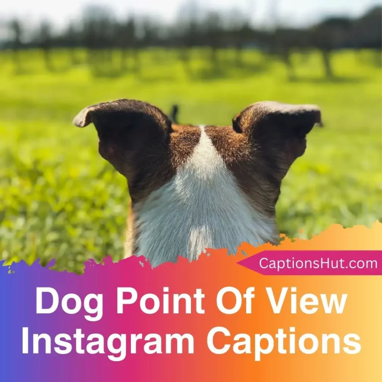200+ Dog Point Of View Instagram Captions With Emojis
