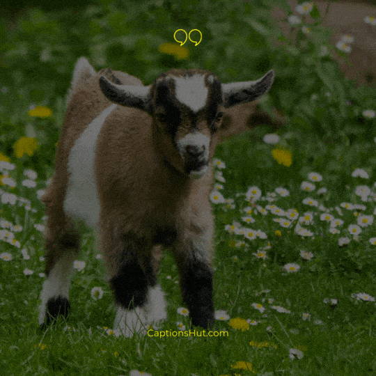 goat Instagram captions image 1