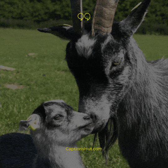 goat Instagram captions image 4